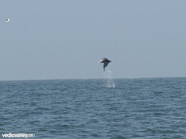 Dolphin Spotting - Goa tourist attractions